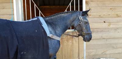 Draagmerrie Bekend ras Te koop 2009 Schimmel