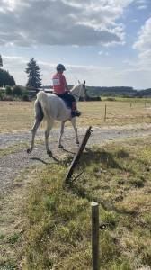 Superbe hongre psa à vendre
