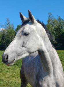 Jument 5ans chacco white