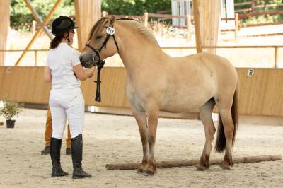 Jument - fjord - 8 ans - dressage & loisir - france