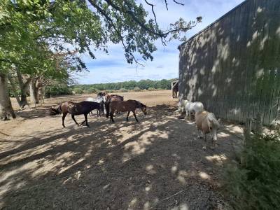 Centre &eacute;questre d'exception &agrave; vendre  &Agrave; seulement 30 min