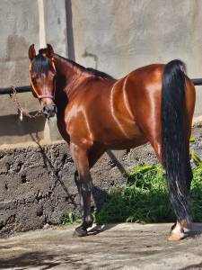 Caballo p.r.a en venta en gran canaria españa!!!!!  