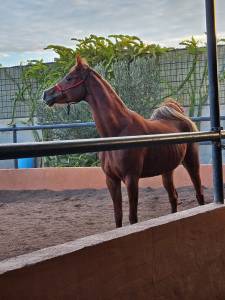 Yegua p.r.a en venta 