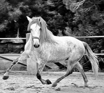 Pre hongre 4 ans 1,68 m dressage classique 1er &