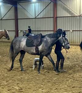 Gelding Connemara For sale 2022 Grey