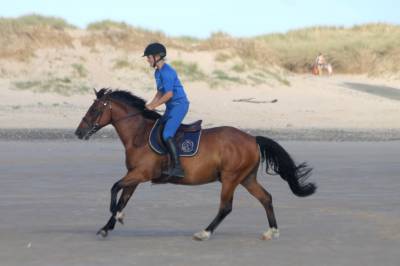 Ruin Franse rijpony PFS Te koop 2019 Donker bruin / bai ,  MEXICO DE CAUDARD