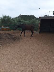 Caballo cruzado 
