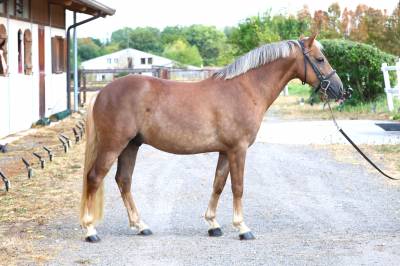 Ruin franse rijpony pfs te koop 2021 lichte manen en staart ,  achille de st gery