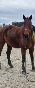 Castrone bwp cavallo da sangue belgio regalo 2008 baio