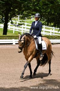Hongre - PRE - 6 ans - Dressage/ Polyvalent - Suisse