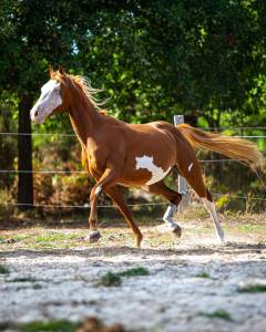 Intero Paint Horse In vendita 2024 Overo ,  Ndjoyjessieenterprise