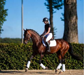 Hannovrien lignée de champion ?