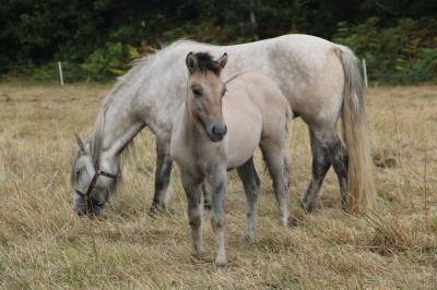 Poney highland