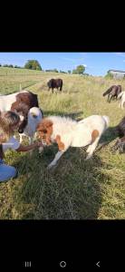 Poulains shetland à réserver 