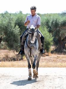 Caballo cruzado 