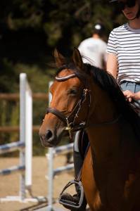 Merrie Andere pony rassen Te koop 2021 Donker bruin / bai