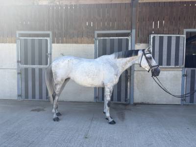 Jument de 10 ans darco x quick star