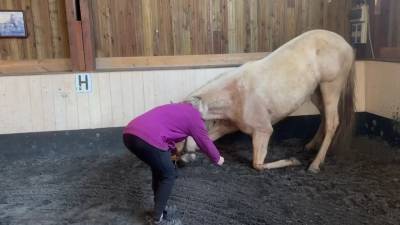 Superbe jument palomino oc ( ibérique) de 3,5 ans