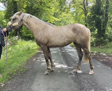 Veulen (vr) Franse rijpony PFS Te koop 2025 Palomino