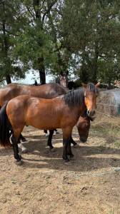 Ruin new forest te koop 2023 donker bruin / bai ,  rob roy du garon