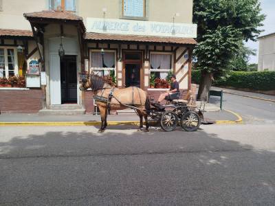 Idem, cheval de trait hongre