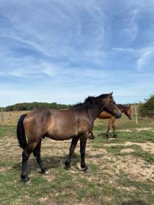 Hengst new forest te koop 2024 donker bruin / bai ,  rob roy du garon