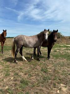 Ruin new forest te koop 2024 vos ,  rob roy du garon