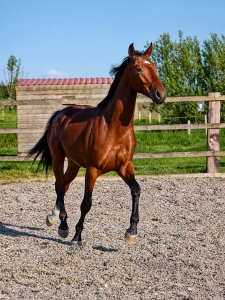 Hongre - Oldenburger - 2 ans - Dressage - Belgique