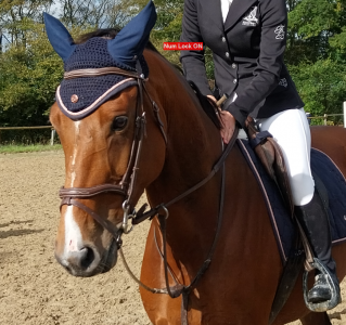 Cavalla sella francese in vendita 2019 baio ,  urano de cartigny