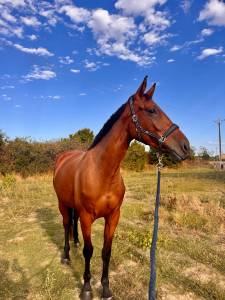 Jument3 ans selle francais 1.68m par ulhan du temple