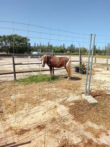 Se vende pony welsh montain