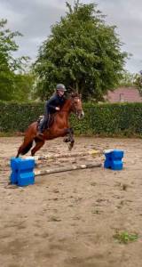(Descarado) Magnifique poney de 4 ans
