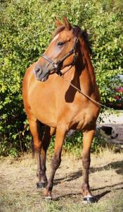 Mare Origin Recorded For sale 2021 Bay