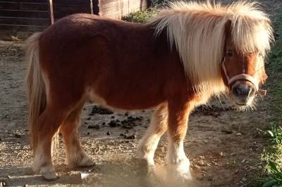 Hengst Shetland Te koop 2009 Vos