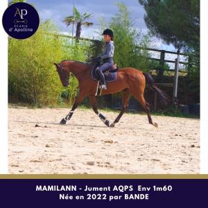 Jeune jument aqps 4 ans