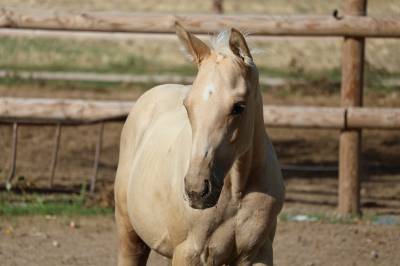 Mâle zangersheide palomino