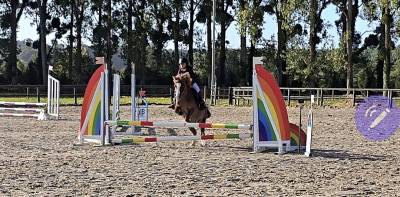 Gelding Welsh Pony (Section B) For sale 2012 Chesnut