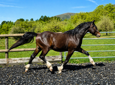 Caballo entero pfs poni françés de silla en venta 2024 bayo moreno