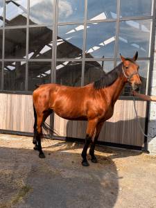 Poulinière de vigo cece de 13ans 