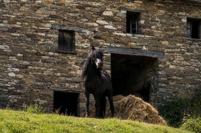 Cavallo di razza Bardigiana