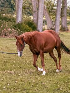 Cavalla quarter horse in vendita 2023 sauro ,  inferno sixty six