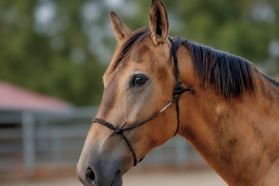 Ezor, un jeune cheval confiant, proche de l&rsquo;humain