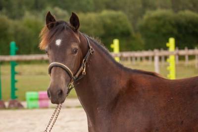 Poney isabelle hongre new forest taille d 
