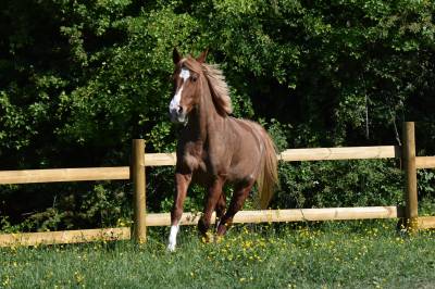 Top ponette de loisirs