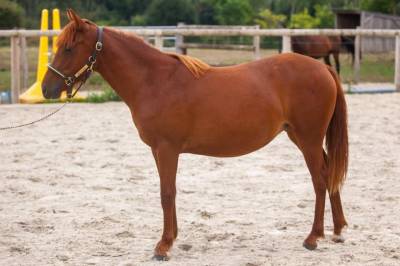 Merrie new forest te koop 2025 vos ,  l'ancelot du ménage