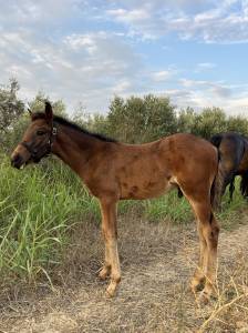 Entire French Saddle Pony For sale 2026 Dark Bay
