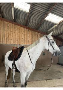 Mare Connemara Part-Livery 2013 Grey
