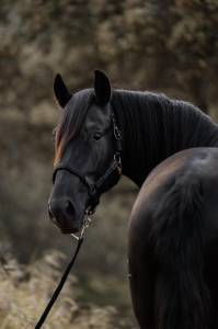 Precioso pre negro alta calidad