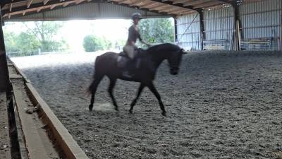 Hongre noir old / dressage de 8ans/ bon papier 5500€