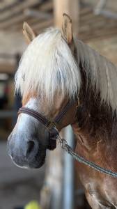 Castrone haflinger in vendita 2019 crine lavato